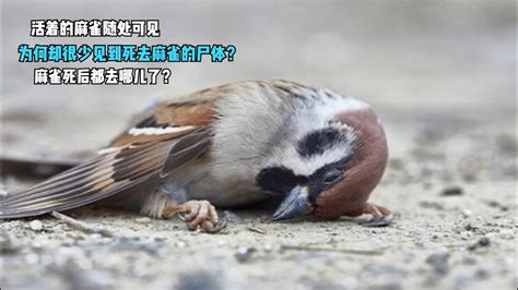 麻雀死在家門口